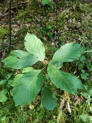 Bucculatrix frangutella