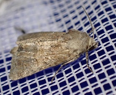 Mesoligia furuncula