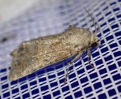 Mesoligia furuncula