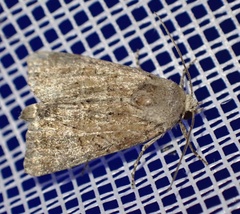 Mesoligia furuncula