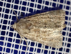 Mesoligia furuncula