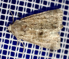 Mesoligia furuncula