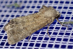 Mesoligia furuncula