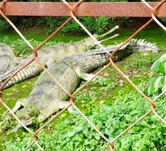 Gavialis gangeticus