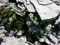 Cerastium uniflorum