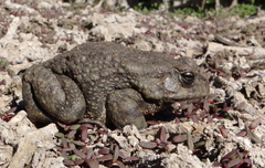Sclerophrys poweri