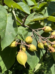 Paulownia tomentosa