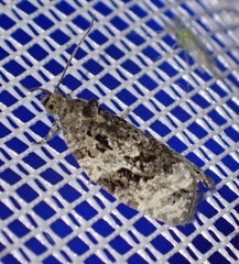 Apotomis lineana