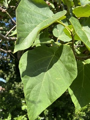 Paulownia tomentosa