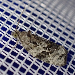 Apotomis lineana