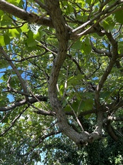 Paulownia tomentosa