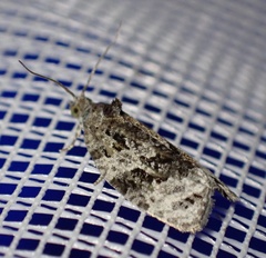 Apotomis lineana