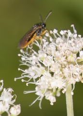 Athalia cordata