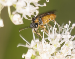 Athalia cordata