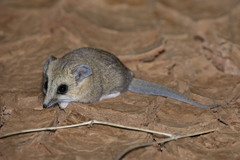 Sminthopsis crassicaudata