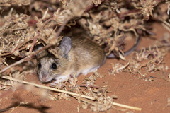 Pseudomys hermannsburgensis