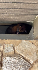 Trichosurus johnstonii