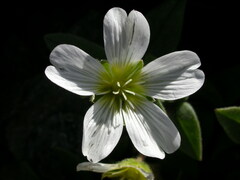 Cerastium uniflorum