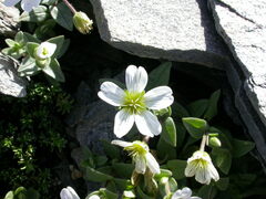 Cerastium uniflorum