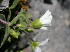 Cerastium uniflorum
