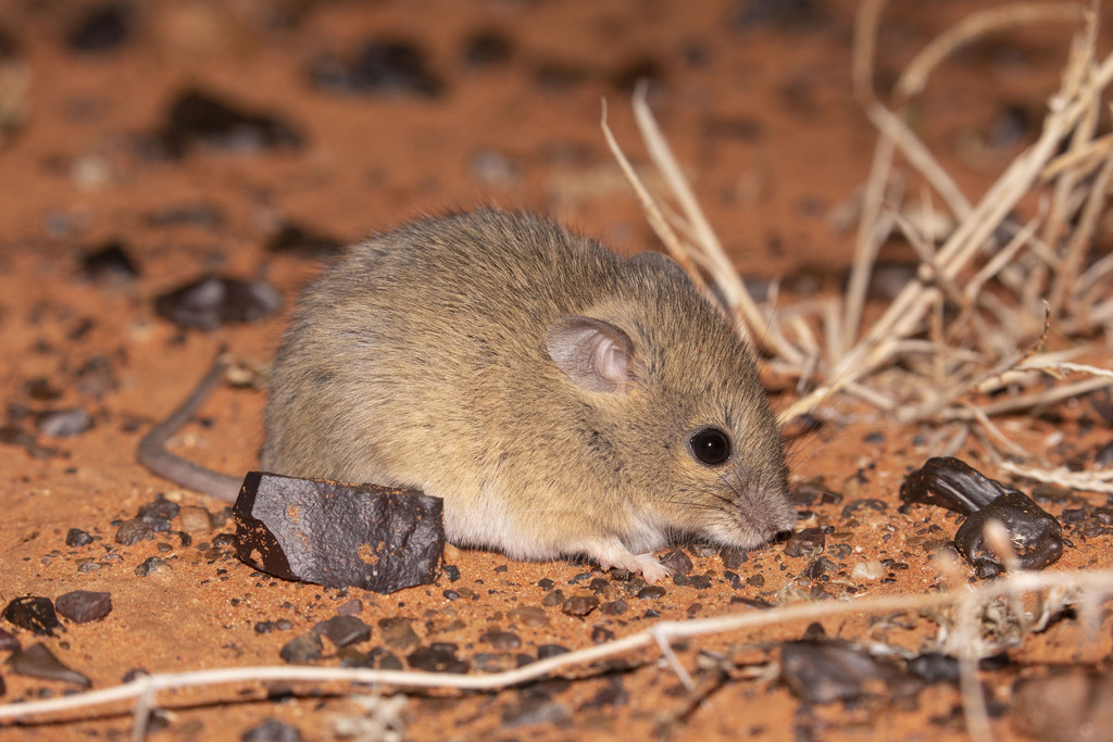 Plains Mouse (Pseudomys australis)