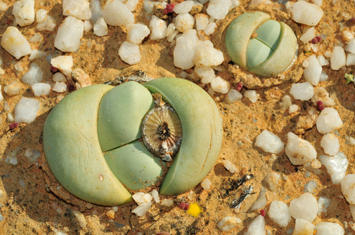 Argyroderma delaetii