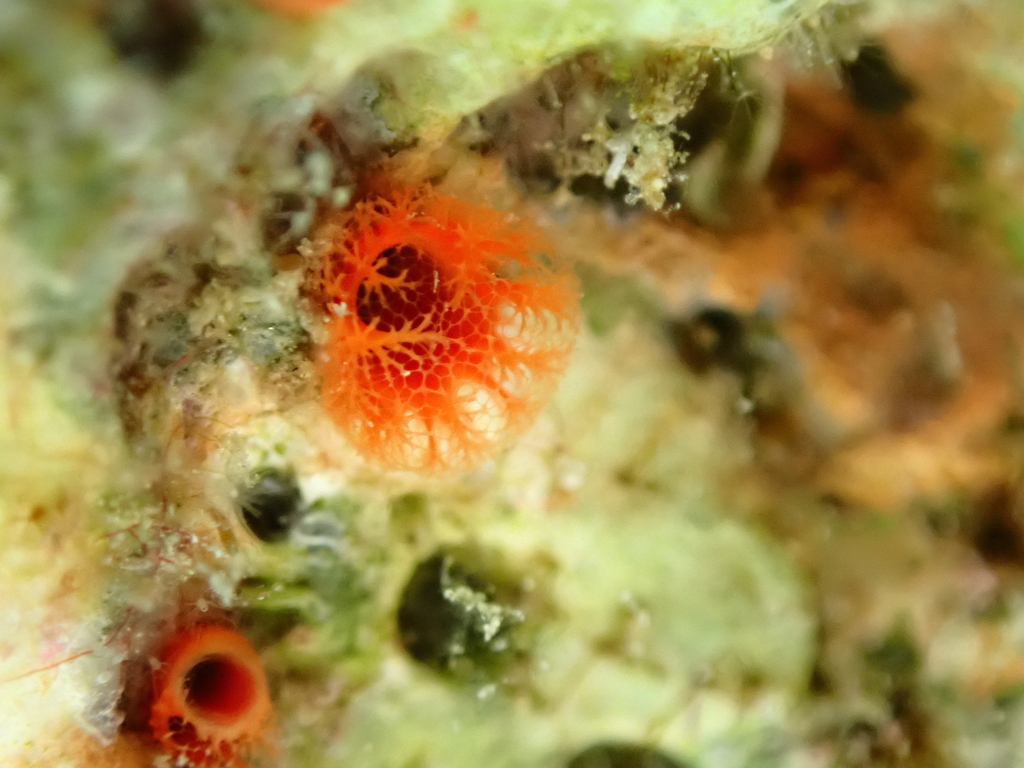 Rhodes boring sponge