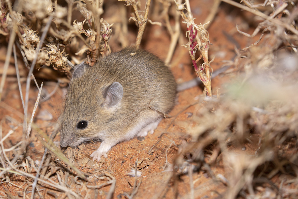 Australian Native Mice (Pseudomys) - Know Your Mammals