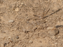 Sphingonotus personatus