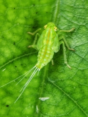 Tropiduchinae