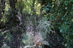 Olearia fimbriata