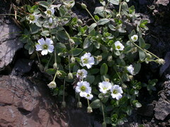 Cerastium uniflorum