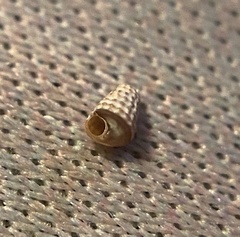 Marshallora nigrocincta