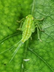 Tropiduchinae