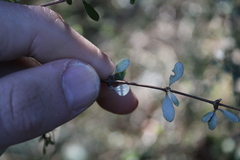 Olearia fimbriata