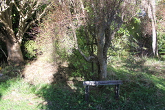 Olearia fragrantissima