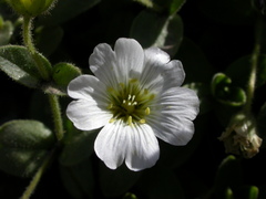 Cerastium uniflorum
