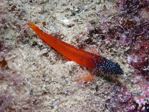 Black-tailed triplefin (Tripterygion melanurum) — Tripterygiidae