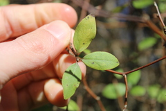 Olearia fragrantissima