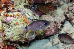 Nectamia savayensis