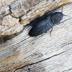 Lacon punctatus
