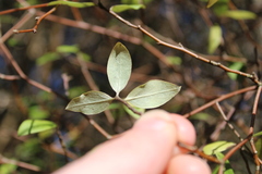 Olearia fragrantissima