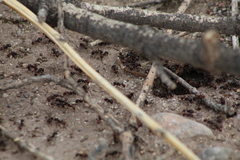 Pogonomyrmex rugosus