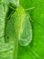 Tropiduchinae