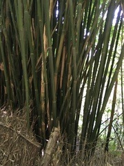 Bambusa dolichoclada
