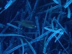 Pteragogus trispilus