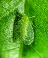 Tropiduchinae
