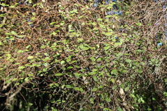 Olearia fragrantissima