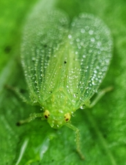 Tropiduchinae