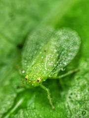 Tropiduchinae
